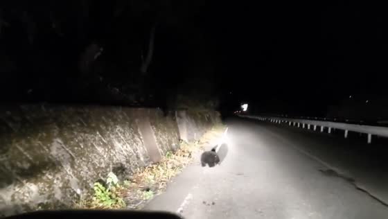 Mother bear helps cub climb back to the forest in Minakami, Japan
