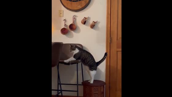Blind cat carefully climbs down furniture backwards in Connecticut, USA