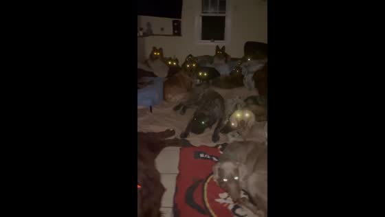 Glowing eyes: dogs relaxing in the living Rroom