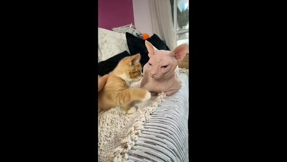 Orange tabby kitten plays gently with hairless cat in Beijing, China