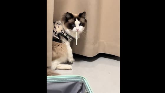 Cat playfully bites cigarette in Jiangsu 