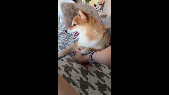 Dog protests owner’s touch on sofa in Sichuan, China