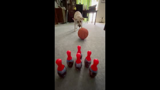 Dog strikes: pin-perfect roll!