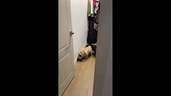 Two pugs switch places while drinking water in Yekaterinburg, Russia