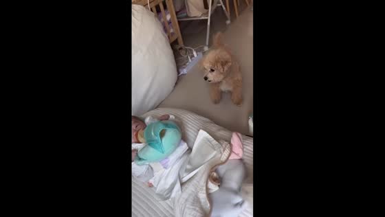 South Korean poodle cautiously investigates new baby