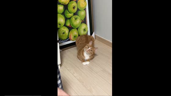 Mango's remarkable communication skills: a heartwarming encounter in South Korea