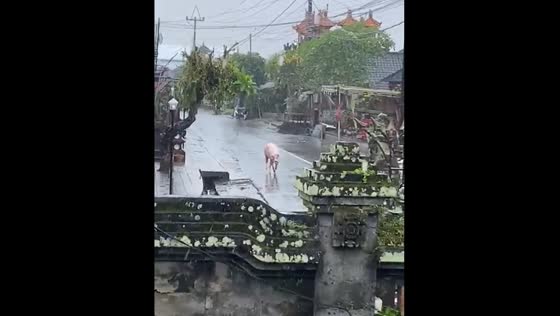 Pig escapes during rain in Bali and gets caught in another village