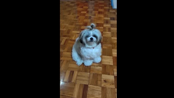 Adorable Shih Tzu puppy Miyo masters sit and stand commands with delight in Manila, Philippines!