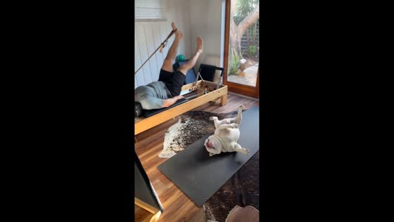 Dog rolls in sync with owner during workout in Newport Beach, USA