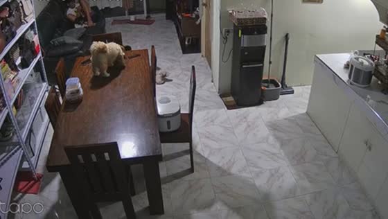Dog mastermind executes perfect food heist in San Francisco, Philippines