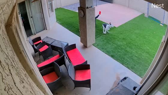 Playful dogs accidentally knock woman down in Queen Creek, Arizona