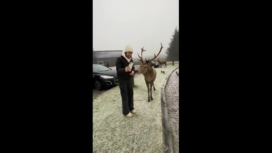 Close encounter in Glencoe: deer charges as lady films in snowfall