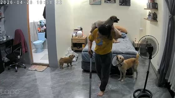 Dogs compete for attention while helper cleans room in Cebu, Philippines