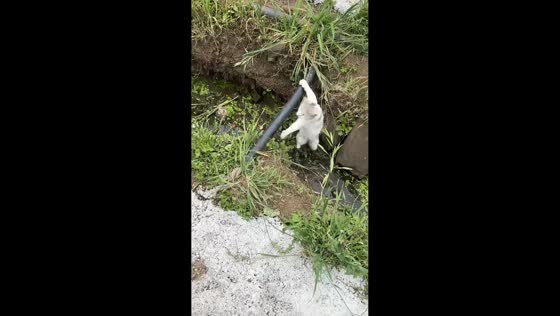 Cat falls into brook while crossing pipe in Guizhou, China