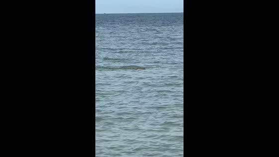 Crocodile spotted swimming in the sea near tourist area in Port Dickson, Malaysia