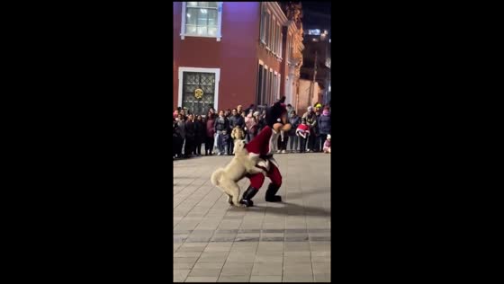 Dog playfully bites mascot during parade in Puno, Peru