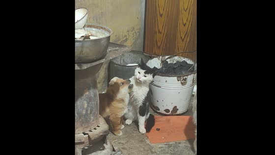 Puppy plays with cat and tries to bite it in Zhejiang, China