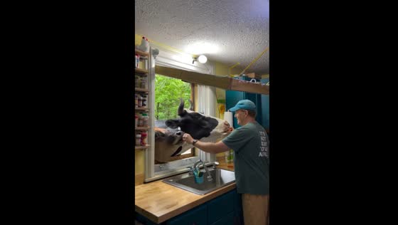 Cows enjoy carrots in kitchen window drive-thru at Williamsburg farm sanctuary