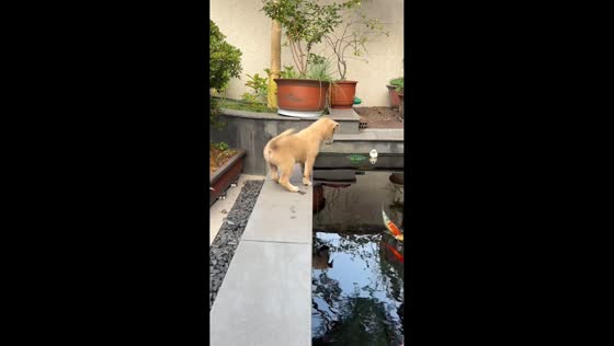 Puppy falls into a pond while watching koi fish in Jiangsu, China