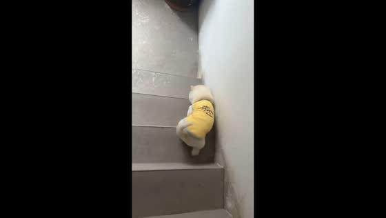 Fluffy dog carefully tiptoes down stairs in Liaoning, China
