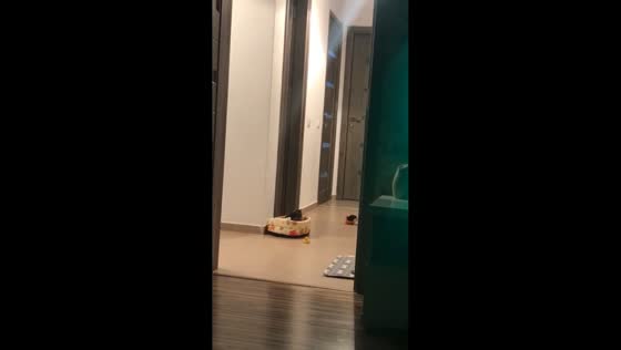 Yorkshire puppy gets covered by flipped pet bed in Bucharest, Romania