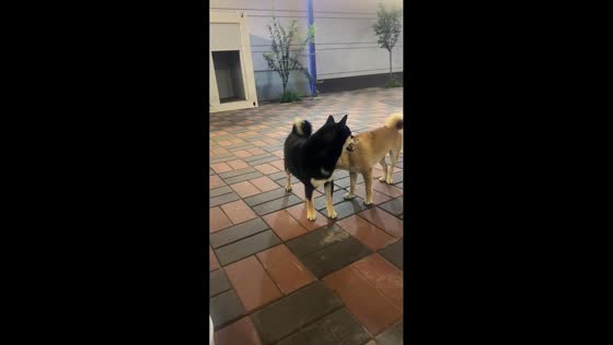 Dog suddenly jumps over another dog in Hebei, China