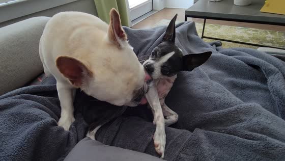 Sweet grooming: Gracie and Lily mix share adorable licks