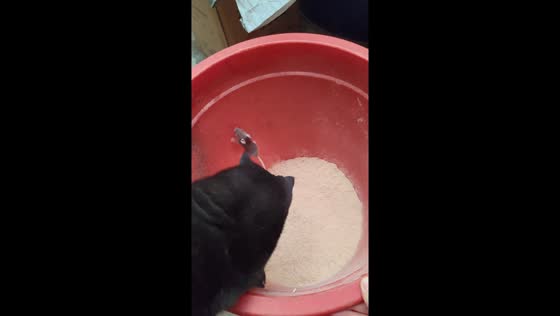 Cat comes to the rescue catching mice in Hunan, China