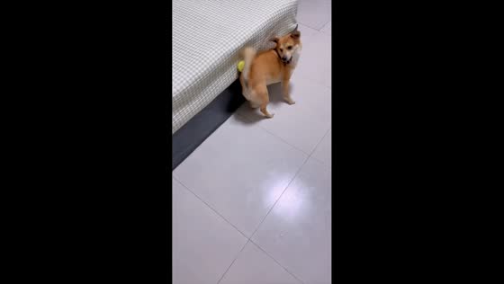 Dog playfully catches ball with its tail in Hebei, China