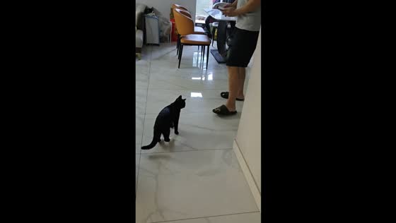 Naughty black cat playfully attacks owner in Hebei, China