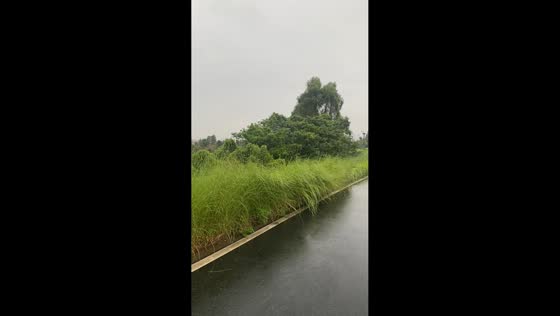 Playful dog disappears into roadside bushes in Guangdong, China