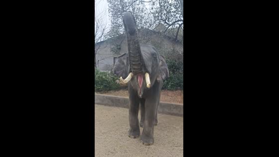 Baby elephant signals for snack, devours bananas