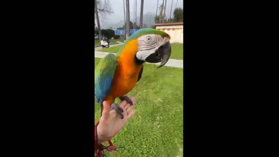Catalina Macaw soars through Pasadena skies returning to owner's hand on command
