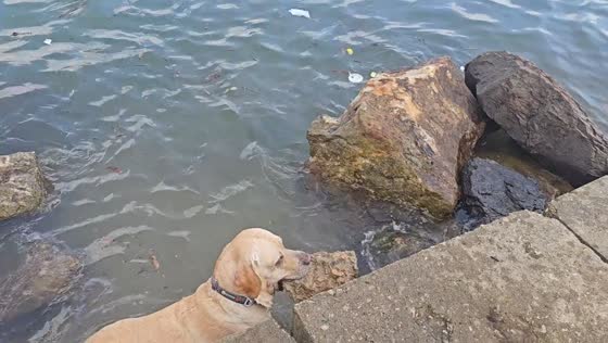 Labrador proudly carries large rock from the water in Guangdong, China