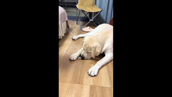 Labrador gets startled after biting wire in Zhejiang, China