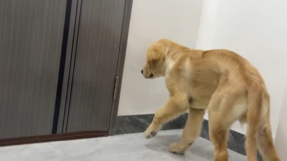 Golden retriever puppy carefully catches a mosquito in Guangdong, China