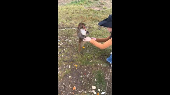 Woman retrieves bracelet from curious monkey in Sichuan, China