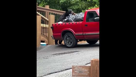 Wild bear climbs into pickup truck in Gatlinburg, Tennessee, USA