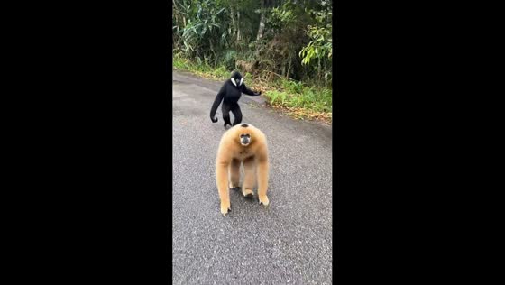 Two white-cheeked gibbons give playful chase along road in Yunnan, China