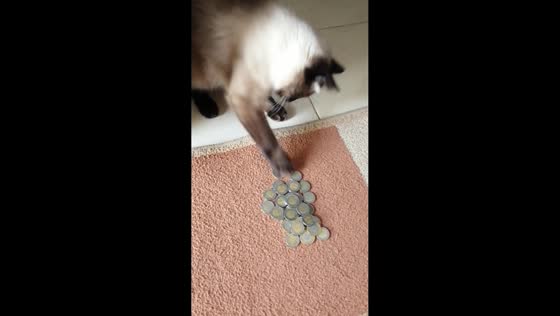Playful Siamese cat struggles to grab coin in Tetouan, Morocco