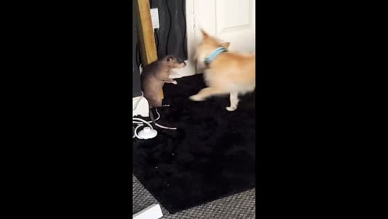 Dog and Gambian pouched rat play-fight in Norfolk, England, UK