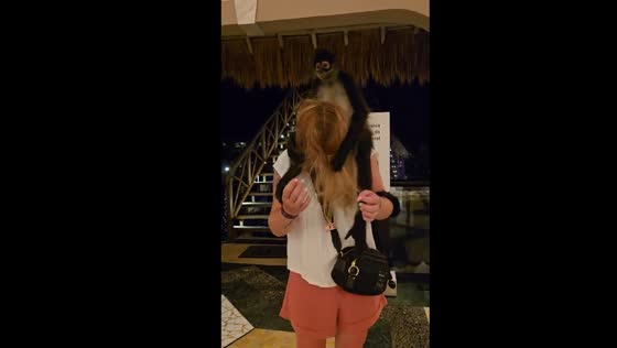 Monkey climbs on friend in Riviera Maya, Mexico