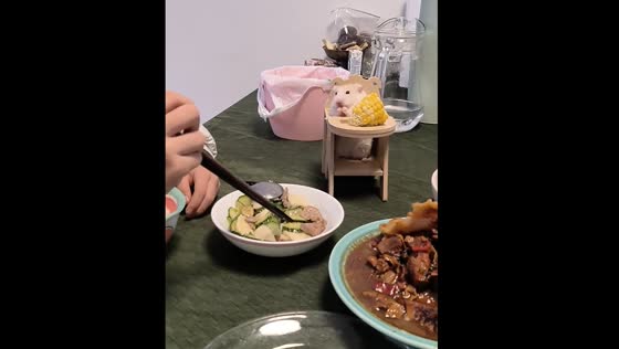 Hamster joins family at the dining table in Guangdong province