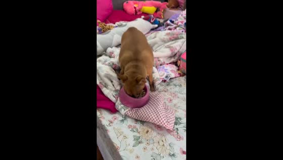 Possessive Chihuahua guards its food in Londrina, Brazil