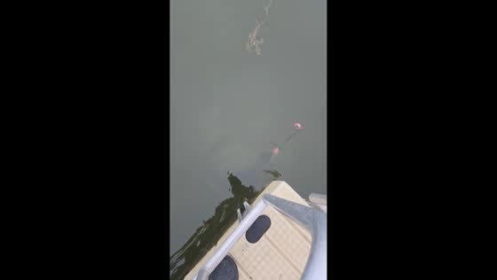 Snapping turtle surprise catch while catfishing in Pardeeville, Wisconsin
