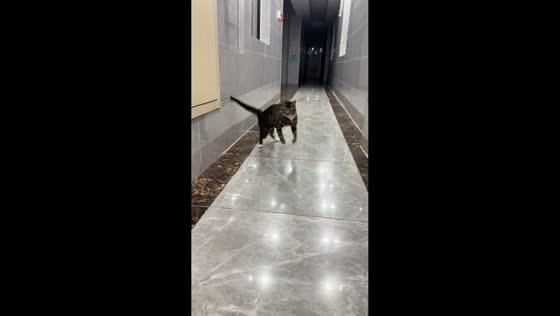 Playful cat slips and recovers in Shandong, China