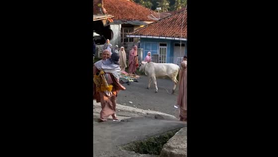 Escaped sacrificial cow disrupts prayer in Bantarkawung, Indonesia