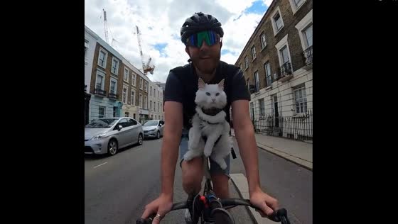 London adventures: cycling through the capital with deaf Norwegian forest cat, Sigrid
