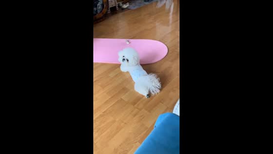 Bichon Frise playfully hops while lying down after reacting to owner’s voice in Heilongjiang, China