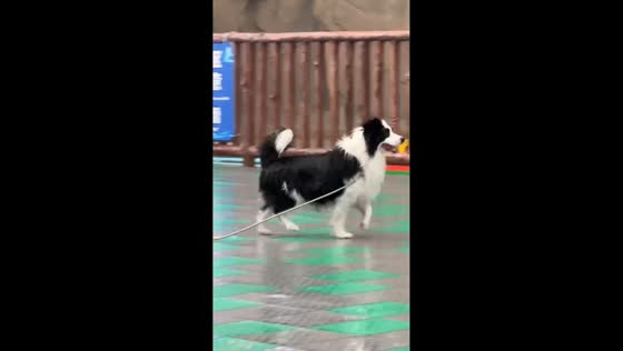 Border collie runs through mall water feature and enjoys playful splash in Tianjin, China